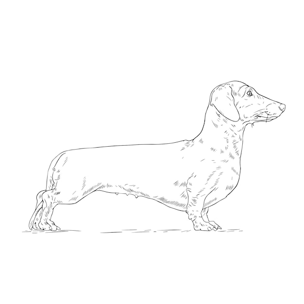 Dachshunds Dog Vector Sketch