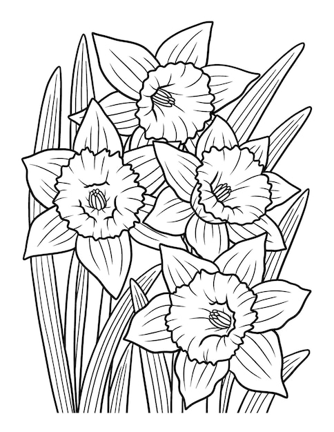 Vector daffodil flower coloring page for adults