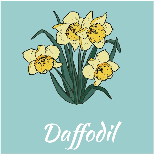 Daffodil flower vector illustration colored