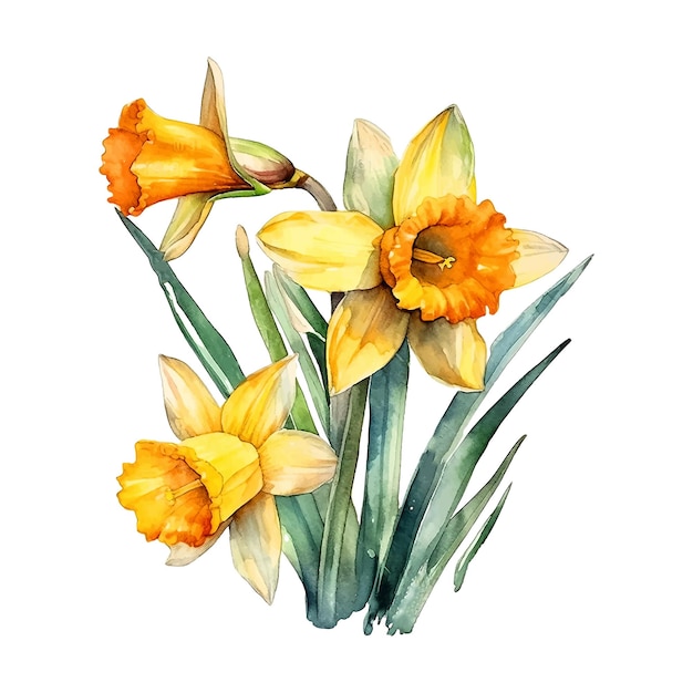 Daffodil flowers watercolor paint