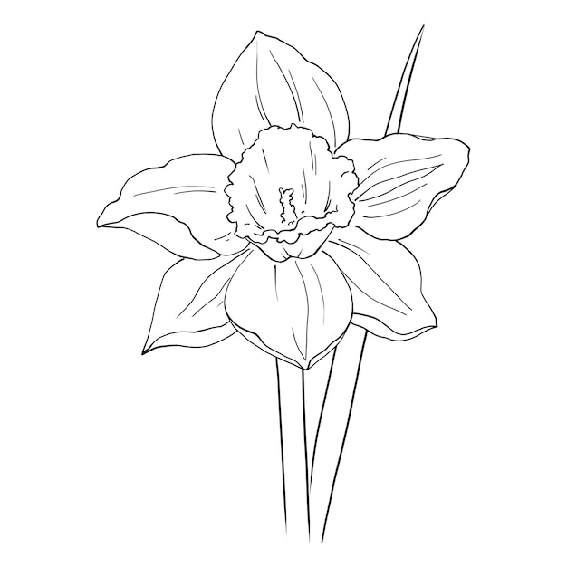 Vector daffodil line drawing for use in packaging design for cosmetics perfumes dyes tableware etc