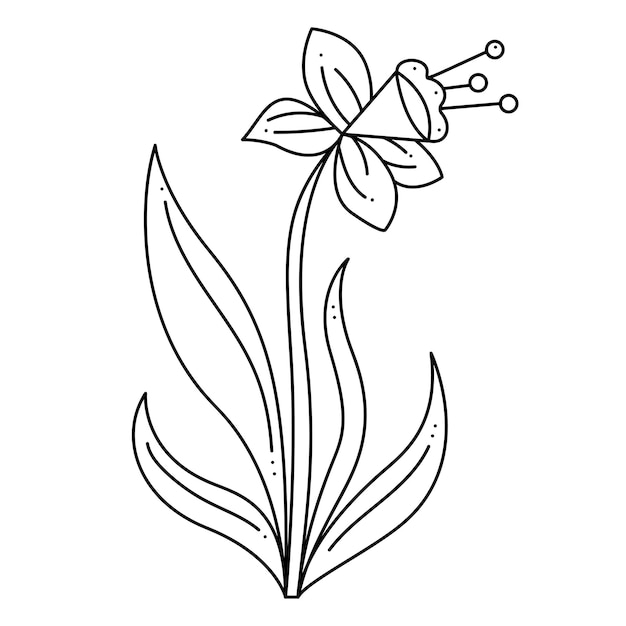 Vector daffodil narcissus doodle hand drawn outline vector illustration