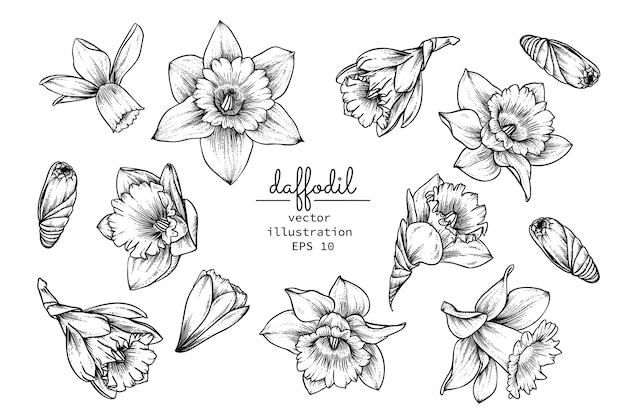 Daffodil Narcissus flower drawings.