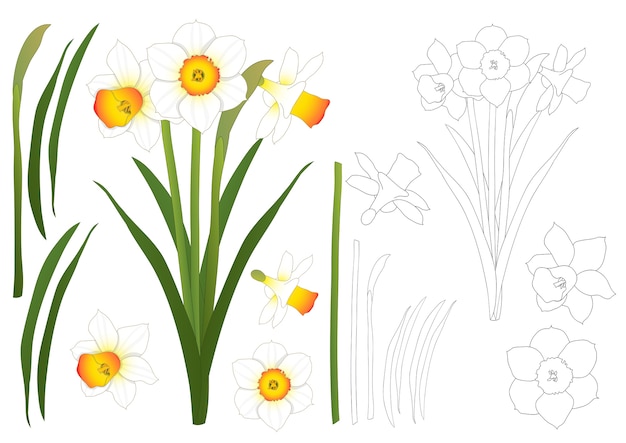 Vector daffodil - narcissus outline