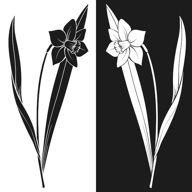 Vector daffodil silhouette plant with leaves and stem