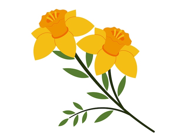 Daffodil Spring Blossom Flowers Illustration