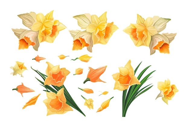 Daffodil vector set collection graphic clipart design Flat vector illustration isolated on white background
