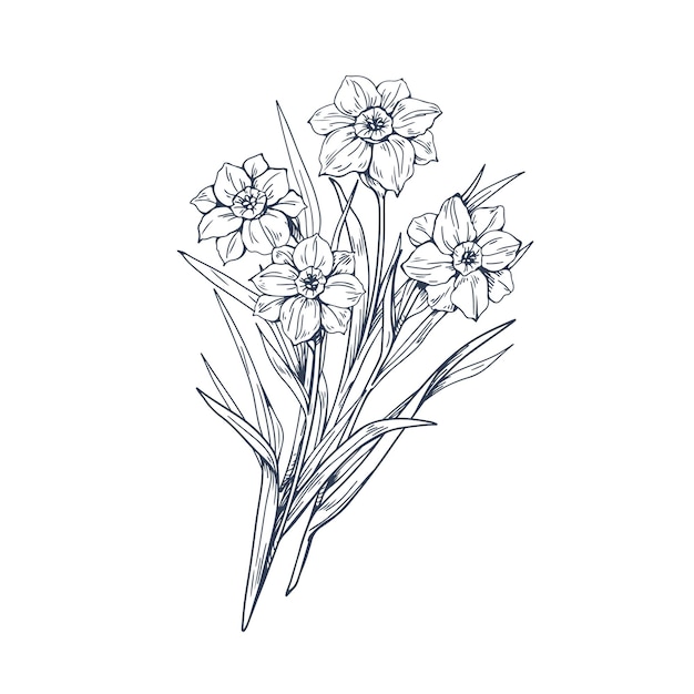 Daffodils flowers, contoured botanical drawing. Engraved narcissus poeticus, outlined floral plant drawn in vintage retro style. Handdrawn botany, vector illustration isolated on white background