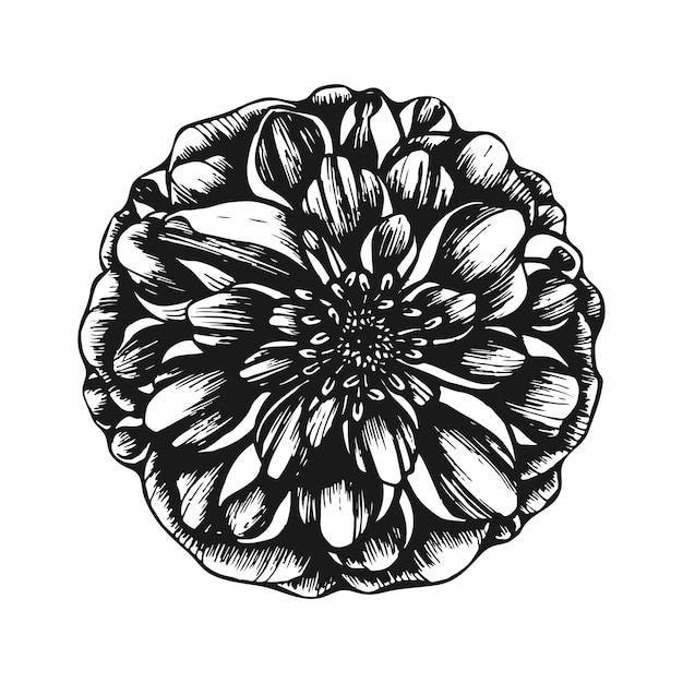 Dahlia bloem Blooming weelderige knop tuinplant Handgetekende lijntekeningen vectorillustratie Vintage graphics