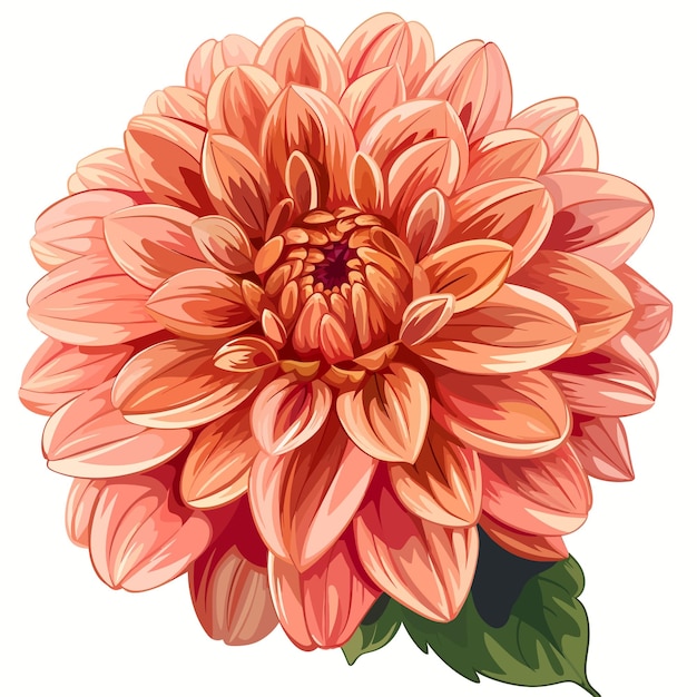 Dahlia bloem