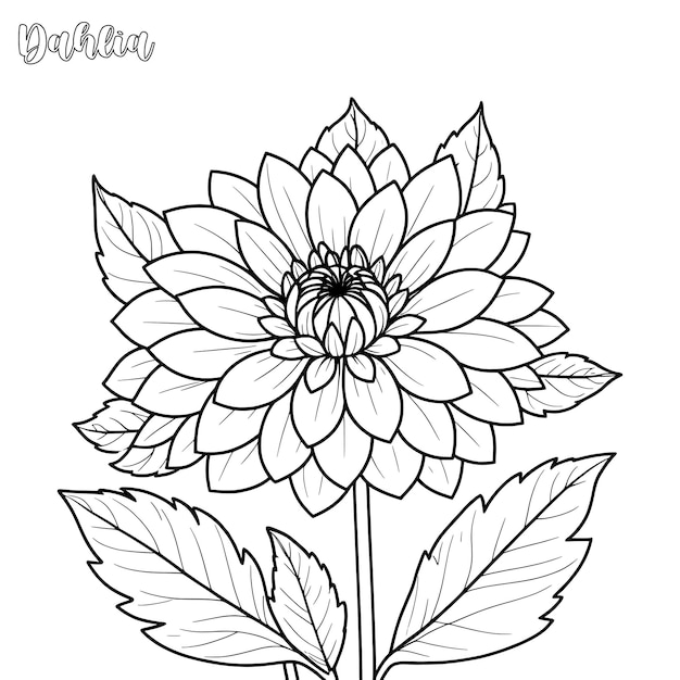 Dahlia flower coloring page and outline vector