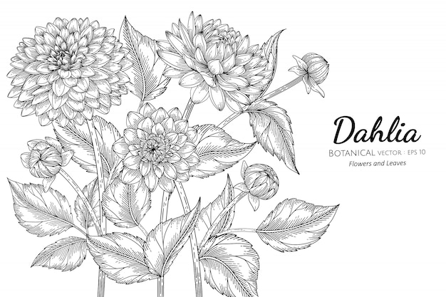 Dahlia flower and leaf hand drawn botanical illustration with line art  