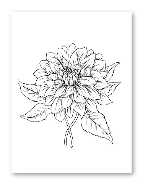 Dahlia flower line art drawing illustration for coloring page