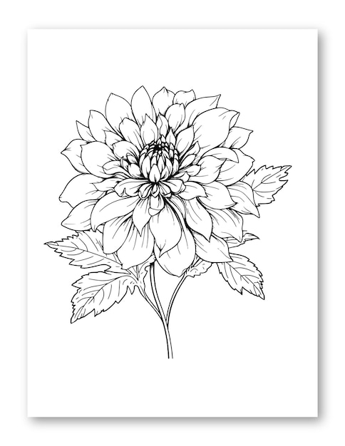 Vector dahlia flower line art drawing illustration for coloring page