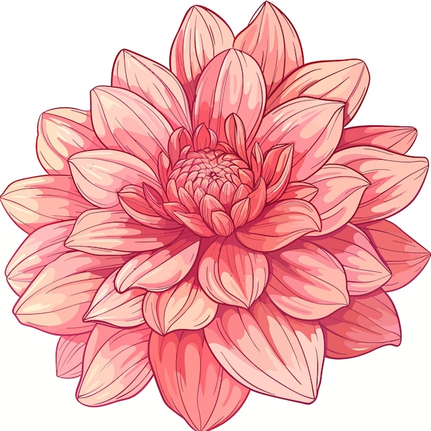 Dahlia flower