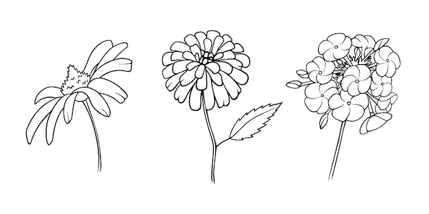 Dahlia phlox heliopsis and daisy in line art hand drawn set of isolated flowers