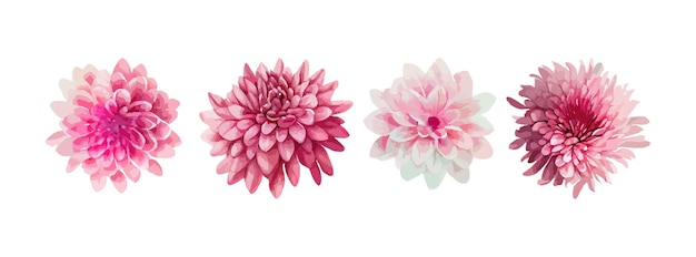 Dahlia pink flowers watercolor set Collection of summer or spring flowers isolated on white background vector illustration