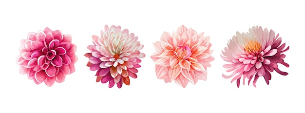 Set di acquerelli di fiori rosa dahlia raccolta di fiori estivi o primaverili isolati su sfondo bianco illustrazione vettoriale