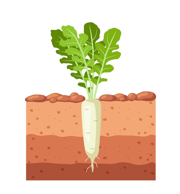 Vector daikon radish in the garden daikon radish growing in the ground vector illustration