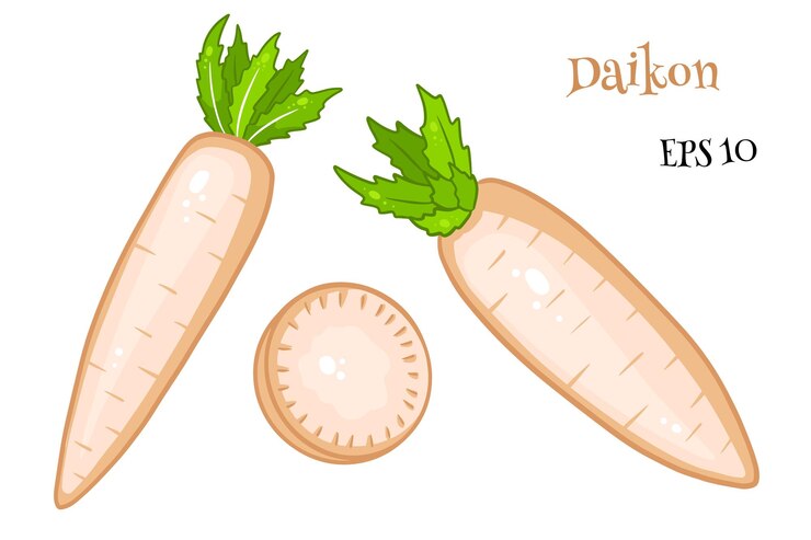 Vector daikon set. fresh daikon and sliced wedges. in a cartoon style. vector illustration for design and decoration.