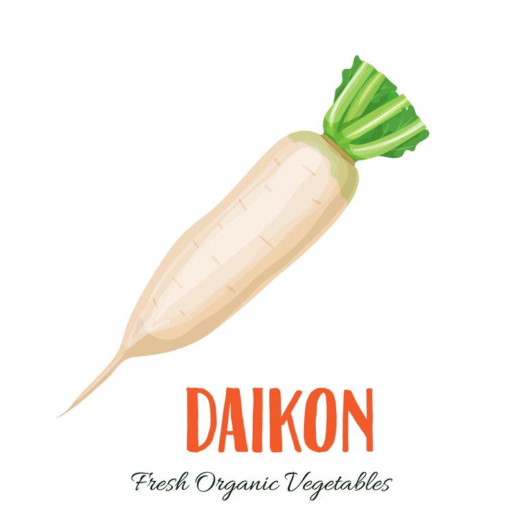 Vector  daikon vegetable