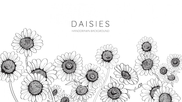 Daisies handdrawn background