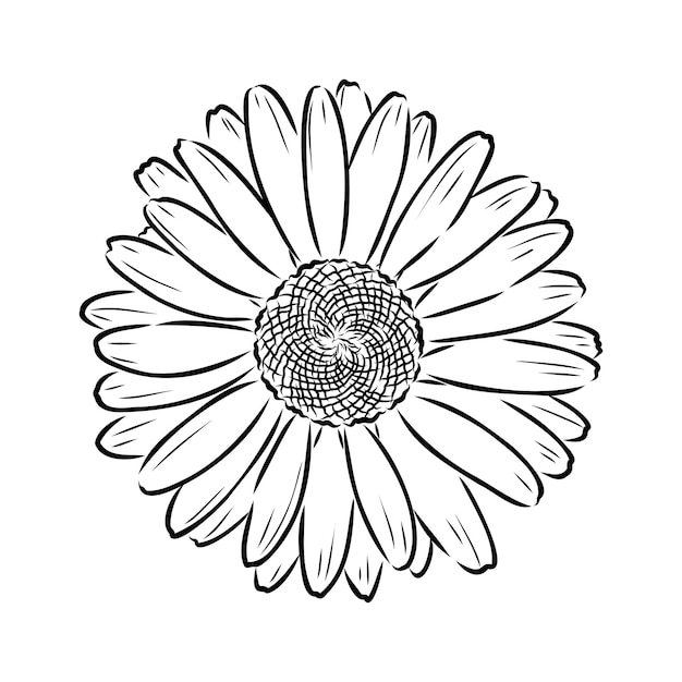 Daisy bloem lijntekeningen tekening vector hand getekend gegraveerde illustratie wilde kamille zwarte inkt sketc