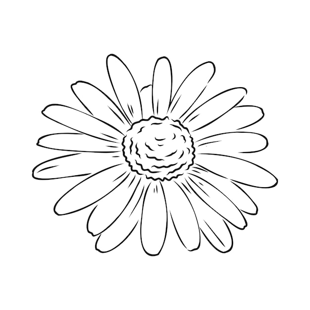 Daisy bloem lijntekeningen tekening vector hand getekend gegraveerde illustratie wilde kamille zwarte inkt sketc