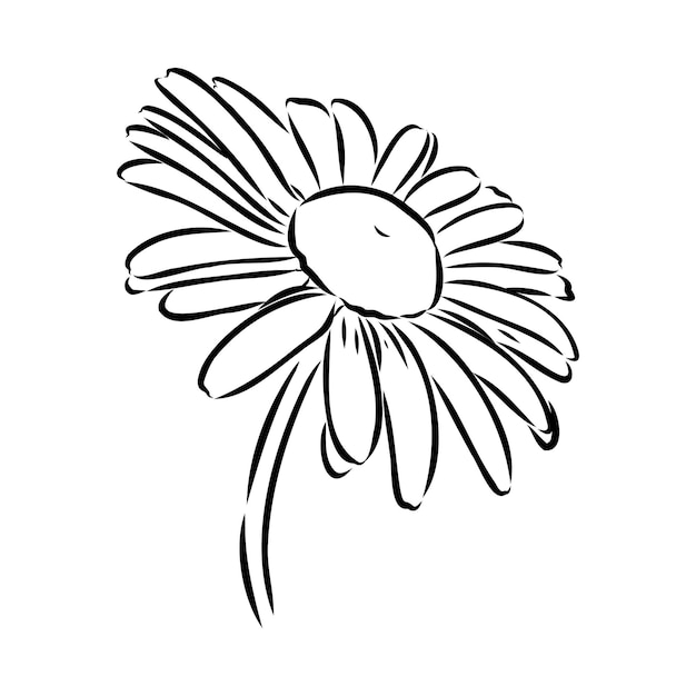 Daisy bloem lijntekeningen tekening vector hand getekend gegraveerde illustratie wilde kamille zwarte inkt sketc