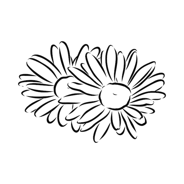 Daisy bloem lijntekeningen tekening vector hand getekend gegraveerde illustratie wilde kamille zwarte inkt sketc