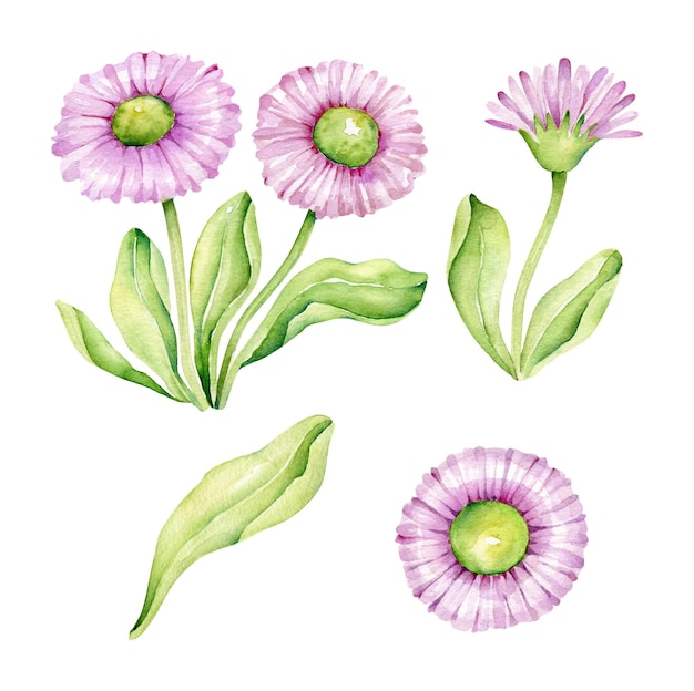 Vector daisy bloem