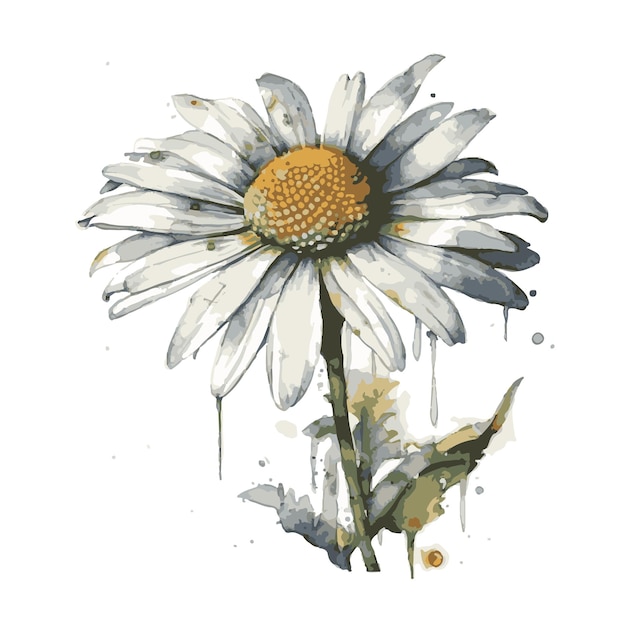 Daisy drawn with watercolor vector illustrator