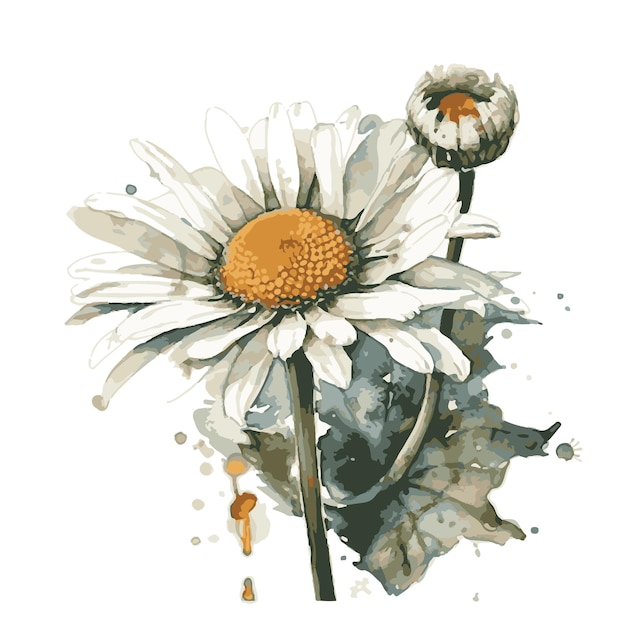 Daisy drawn with watercolor vector illustrator