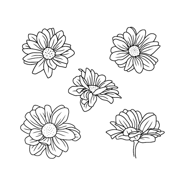 Daisy floral botany sketch set Camomile vector line art collection