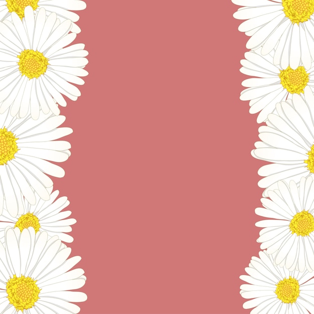 Daisy flower border