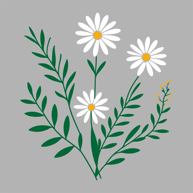 Vector daisy flower collection vector file