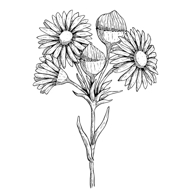 Disegno del fiore della margherita oggetto floreale disegnato a mano di vettore schizzo di camomilla fioritura del giardino botanico selvaggio