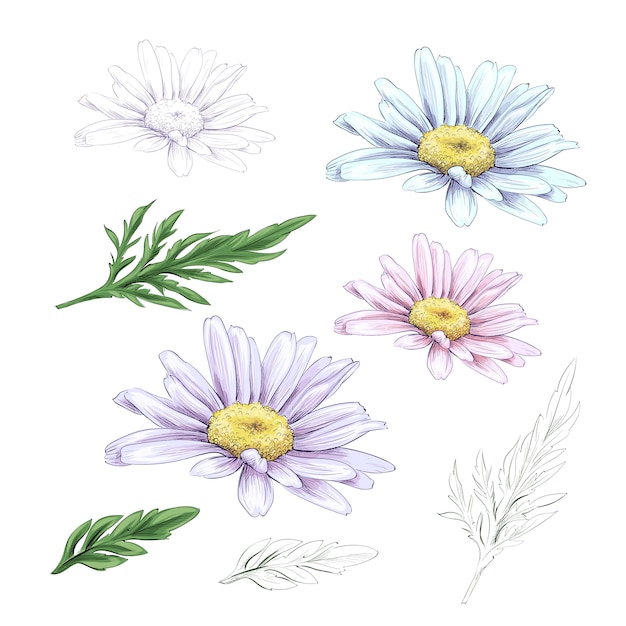 Daisy flower drawing.