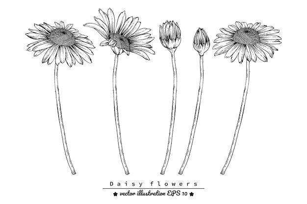 Daisy flower drawings.