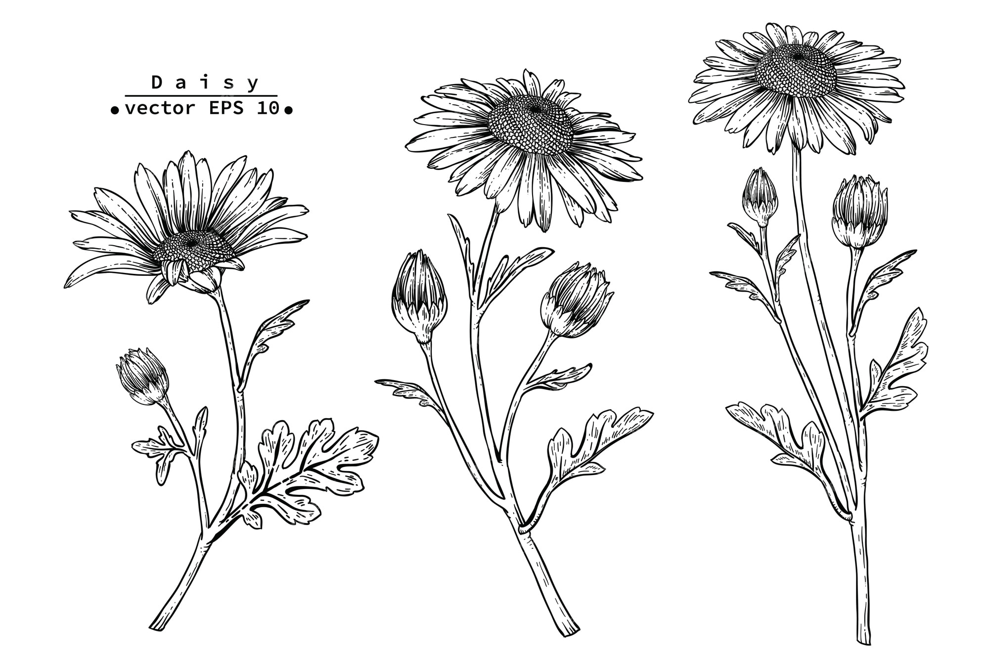 Premium Vector | Daisy flower drawings.