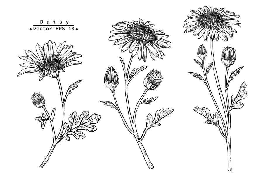 Premium Vector | Daisy flower drawings.