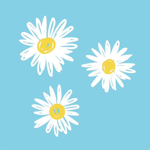 daisy flower illustration vector