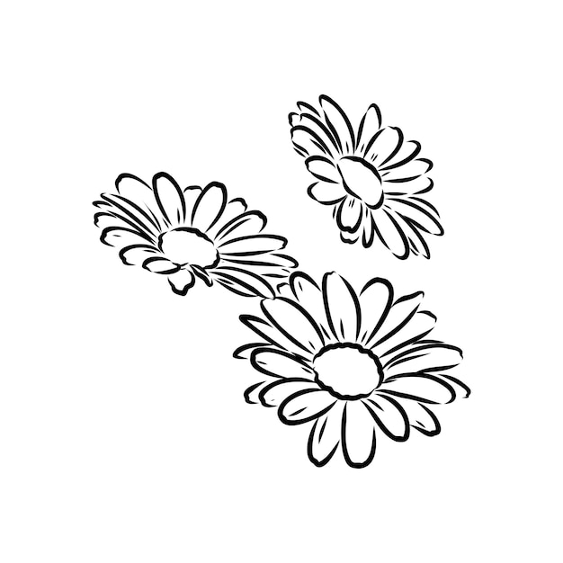 Daisy flower line art drawing vector hand drawn engraved illustration wild chamomile black ink sketc