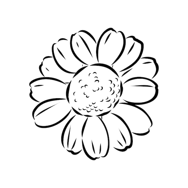 Daisy flower line art drawing vector hand drawn engraved illustration wild chamomile black ink sketc