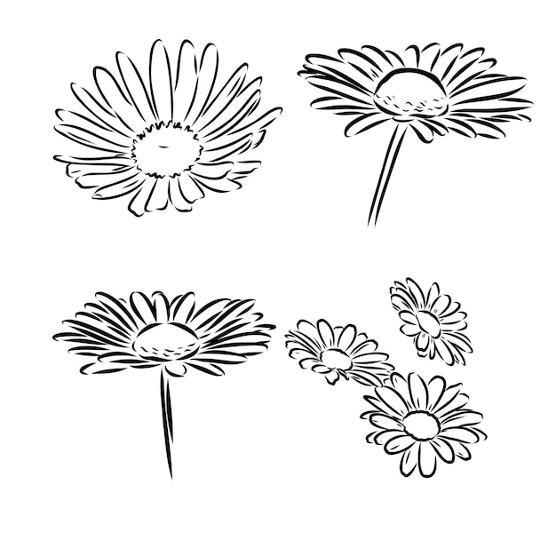 Daisy flower line art drawing vector hand drawn engraved illustration wild chamomile black ink sketch wild botanical garden bloom great for tea packaging label icon greeting cards decor