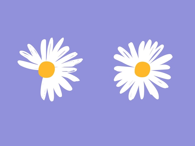 daisy flower on purple background hand drawn flower
