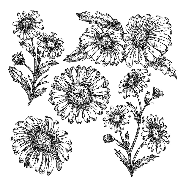 Vector daisy flower set sketch hand drawn vector