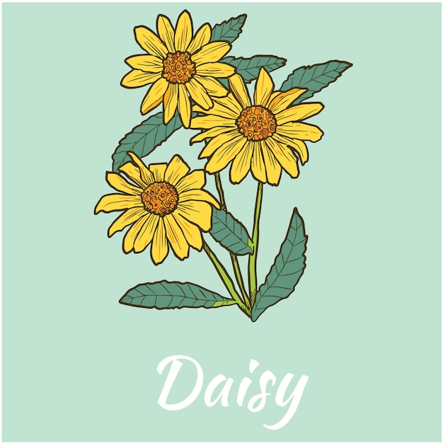 Daisy flower vector illustration colored