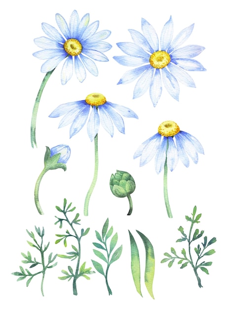 Daisy flower watercolor clipart Chamomile floral illustration isolated on white