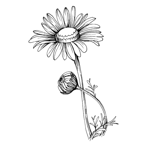 Daisy isolated on white